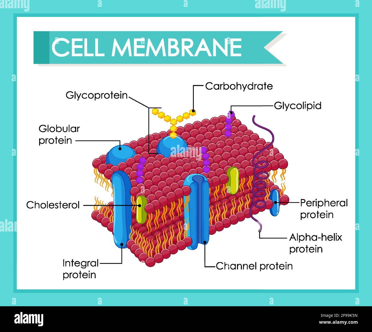 Illustration de la structure de la membrane cellulaire humaine Illustration de Vecteur