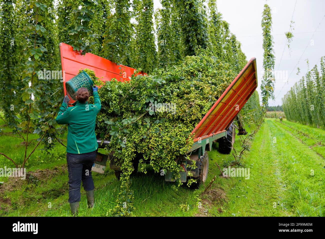 Récolte de houblon à Wolnzach, Bavière, Allemagne Banque D'Images