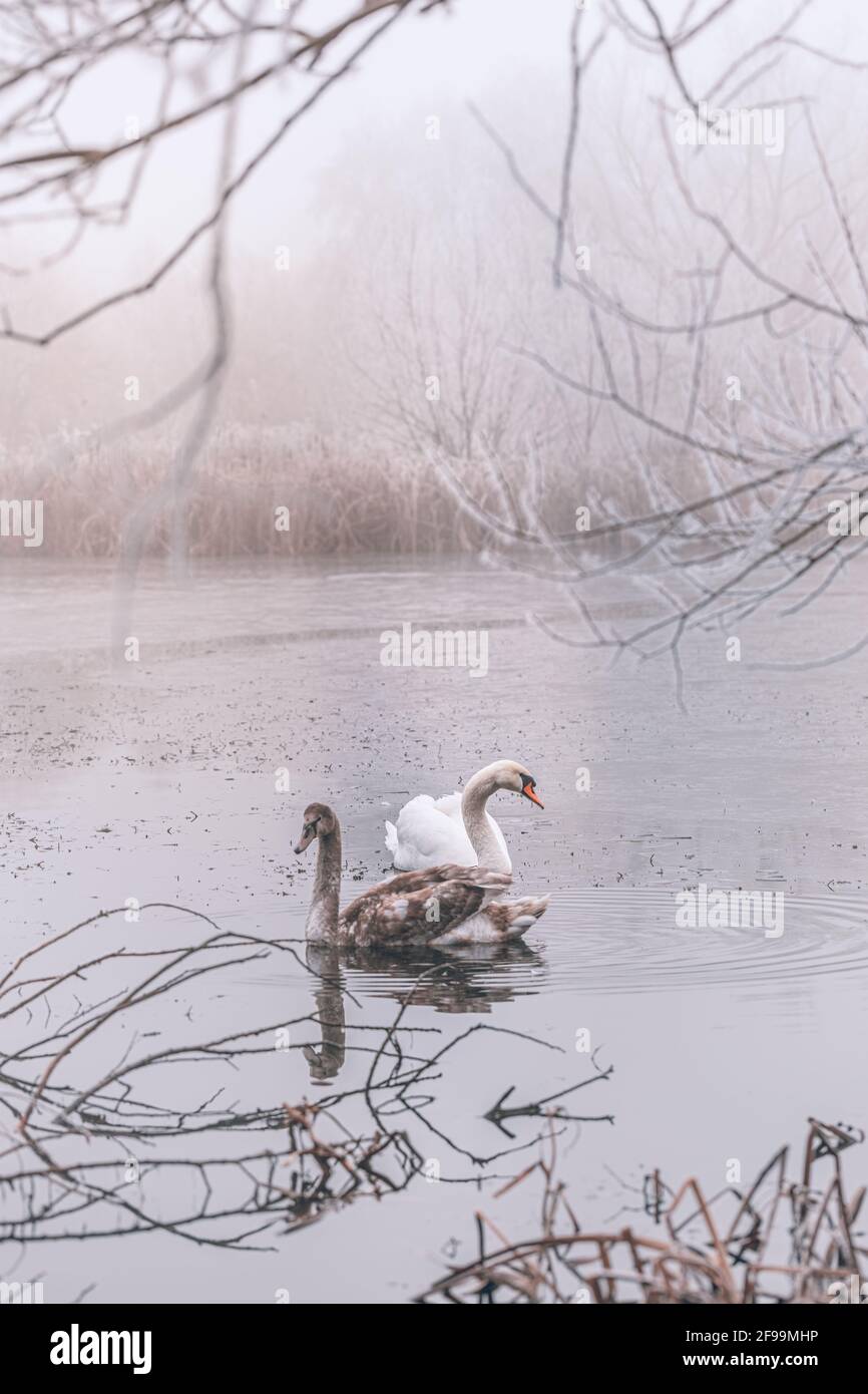 Saison d'hiver à vue froide sur le lac et le cygne. Magnifique lac de cygne en hiver Banque D'Images