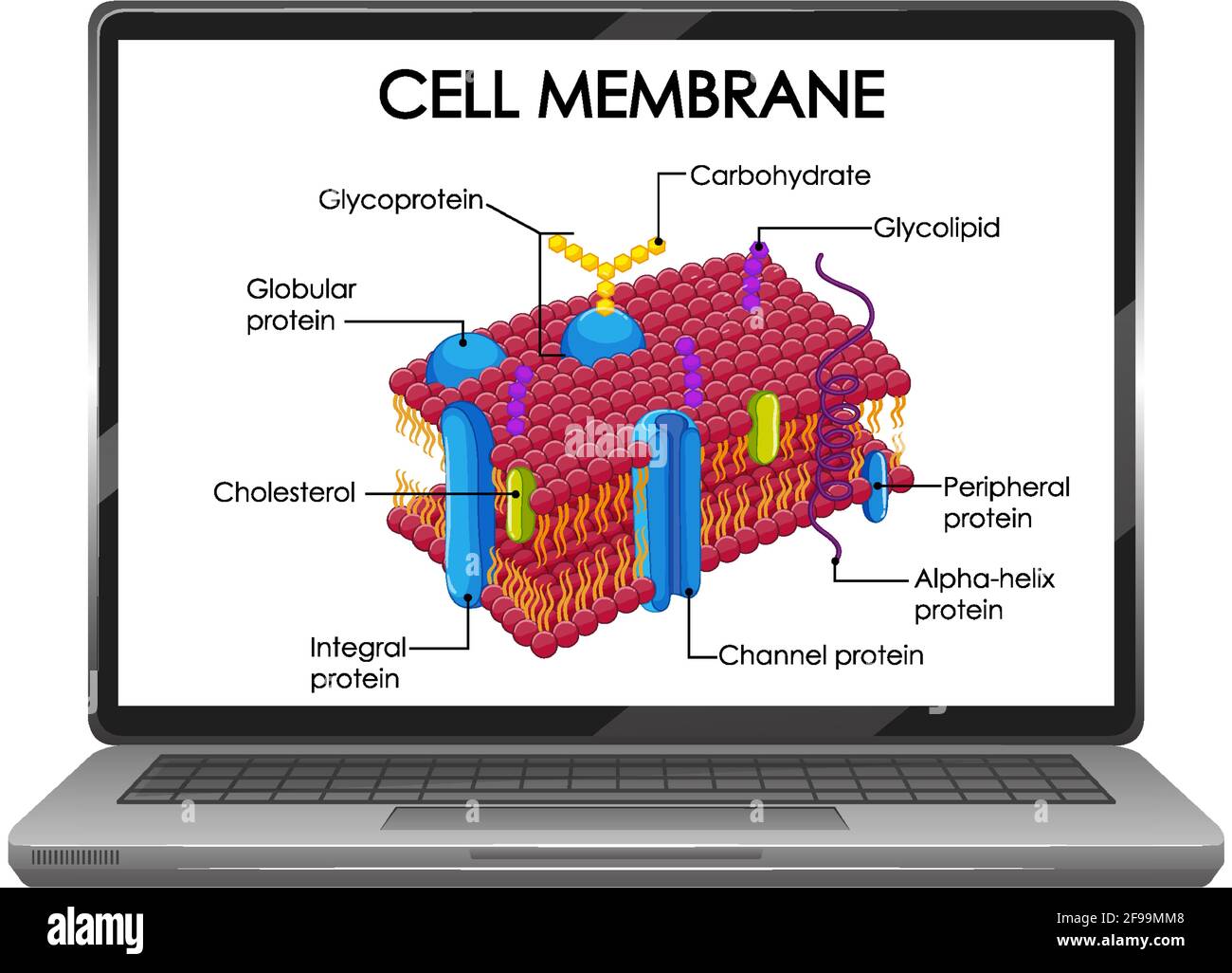 Illustration de la structure de la membrane cellulaire sur l'écran de l'ordinateur portable Illustration de Vecteur