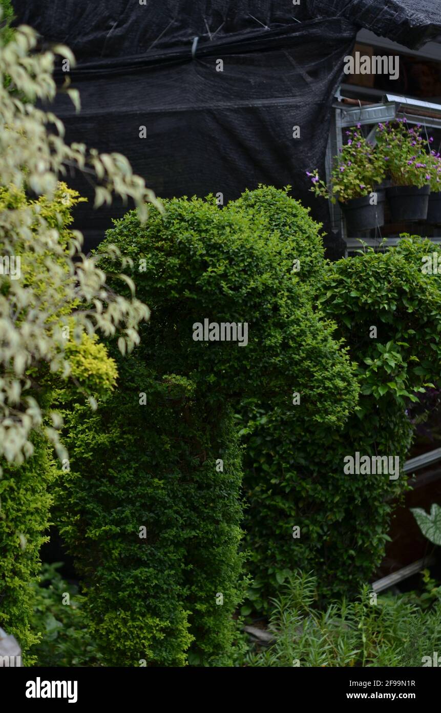 Une plante verte taillé pour ressembler à un mouton. Banque D'Images