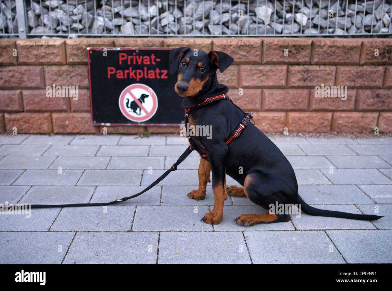 Chien assis malheureusement devant le panneau PRIVATPARKPLATZ et pas de toilettes pour chien, Stuttgart, Bade-Wurtemberg, Allemagne Banque D'Images