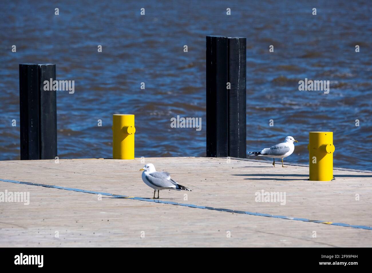 Helsinki / Finlande - 16 AVRIL 2021 : deux mouettes marchant sur la jetée avec deux bollards jaunes. Banque D'Images