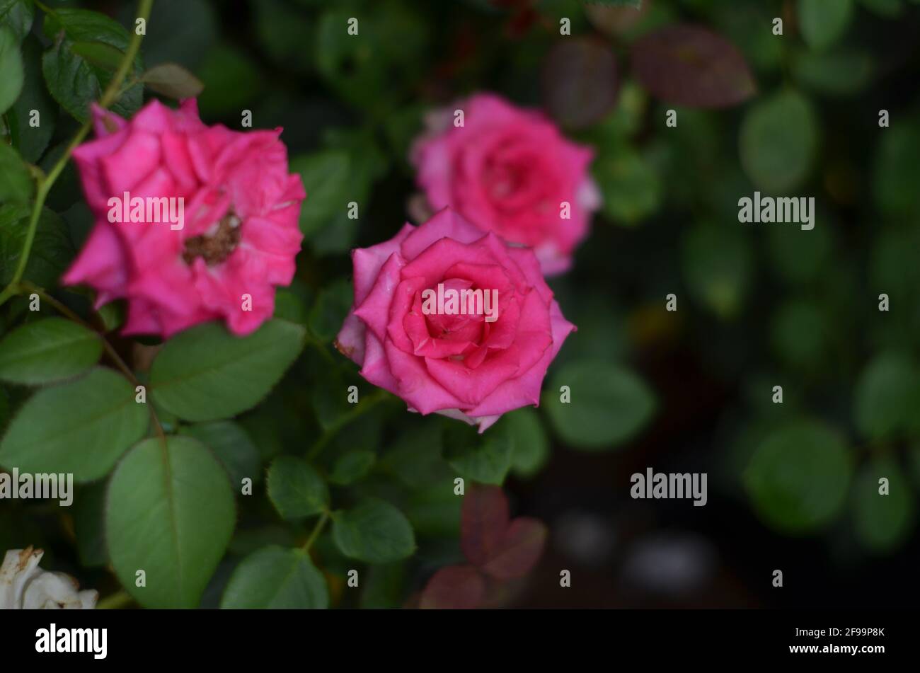 Une très belle rose Bengale rose vif. Banque D'Images