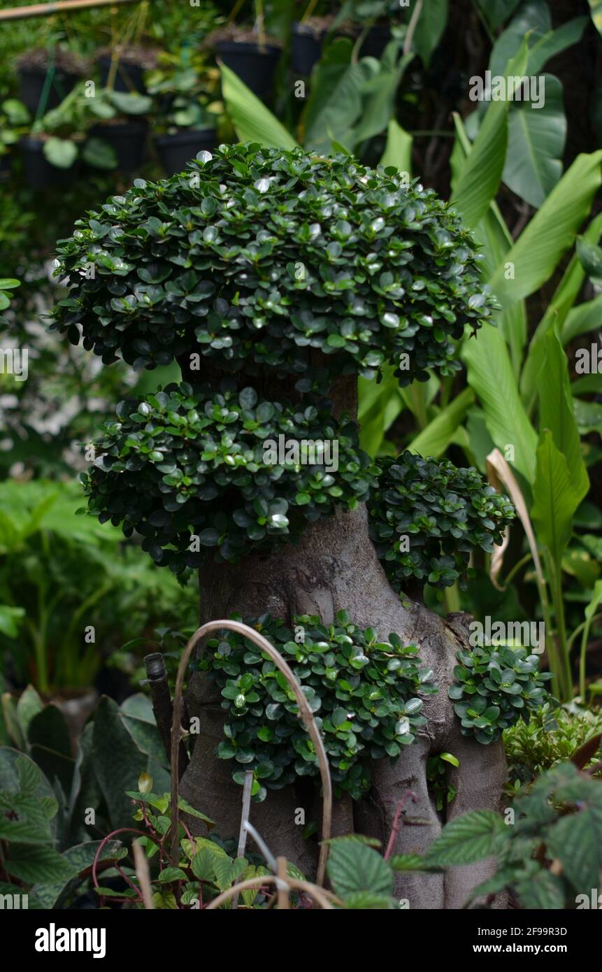 Les plantes banyan chinoises sont dotées de grandes tiges et de feuilles vertes. Banque D'Images