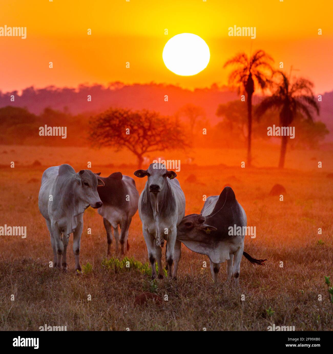 Troupeau de vaches dans la lumière dorée. Arrière-plan du lever du soleil et nuages spectaculaires Banque D'Images
