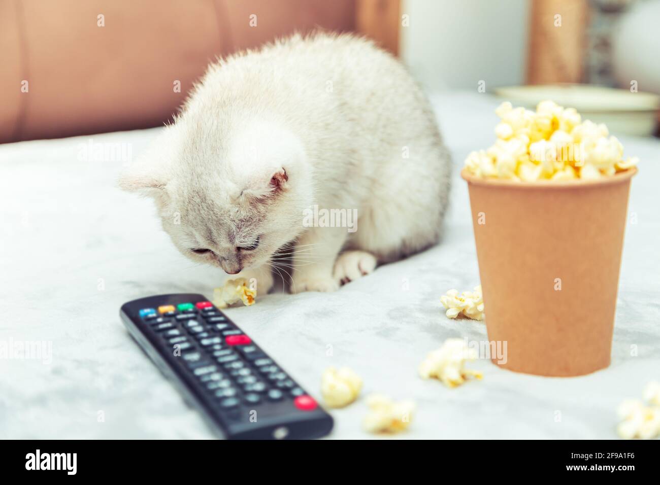 Le chaton britannique blanc se trouve sur le lit avec une télécommande et du pop-corn. Visionnage de films classiques. Banque D'Images