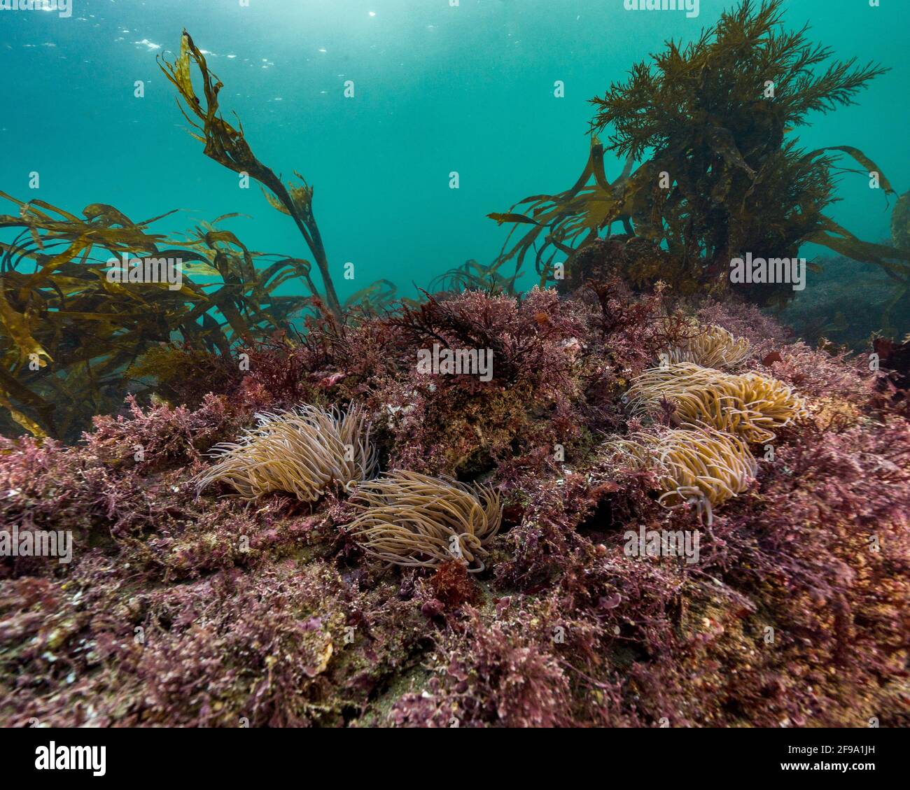 Les anemones de Snakelocks sont assis à la recherche de nourriture sur un récif britannique à Wembury, Devon Banque D'Images