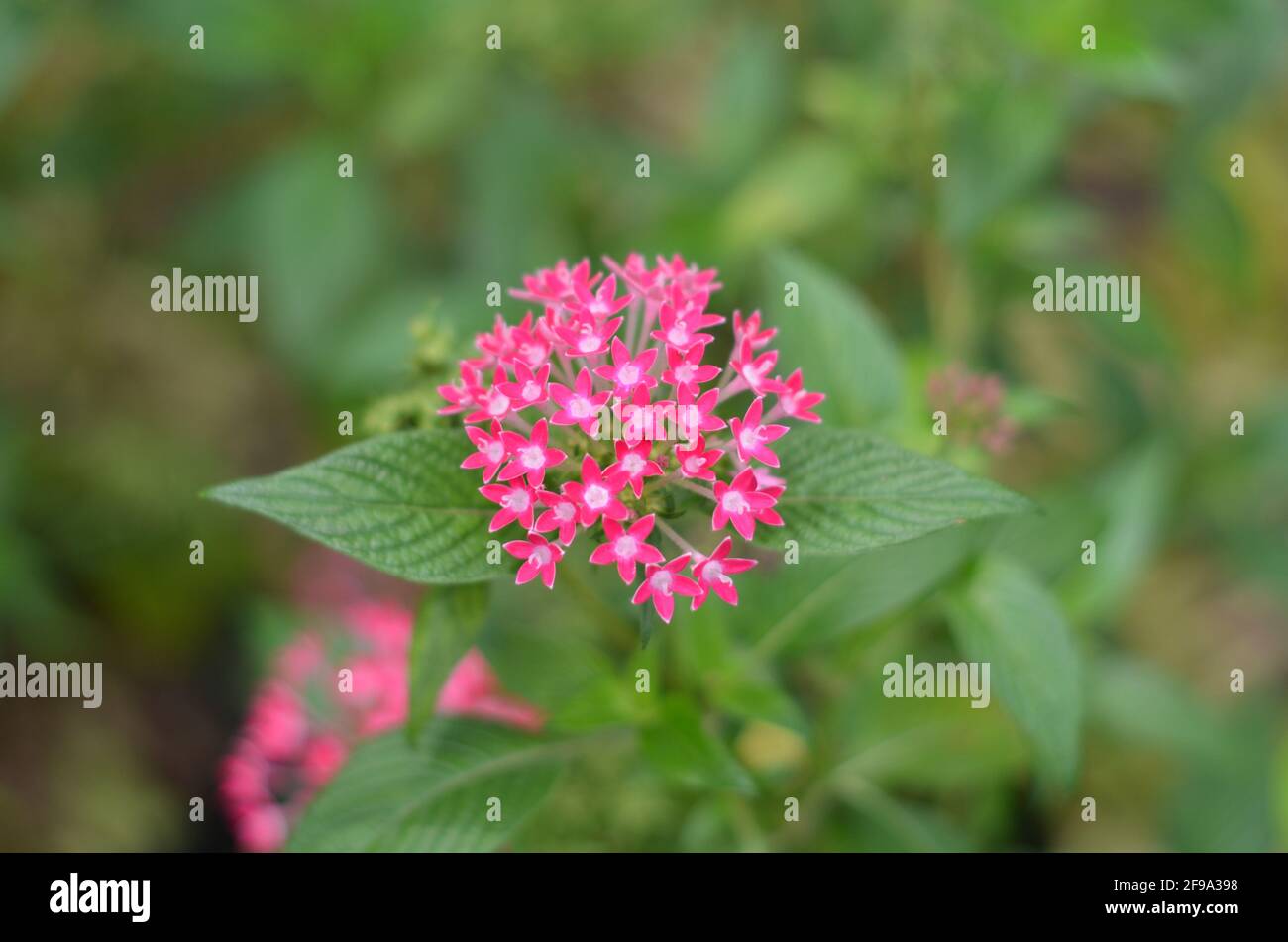 Les fleurs de Pentas lanceolata sont en fleurs. Banque D'Images