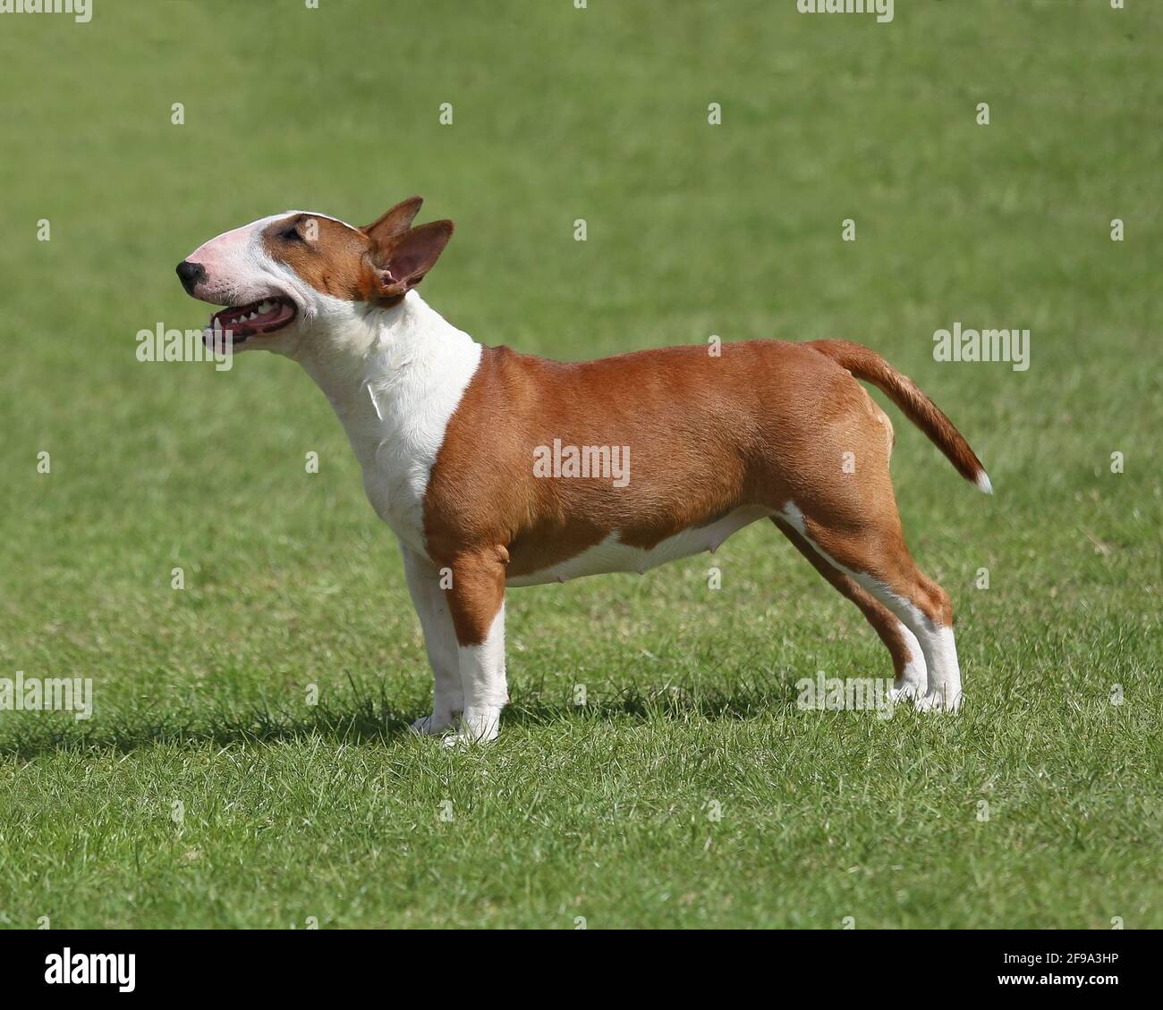 Bull Terrier miniature Banque D'Images