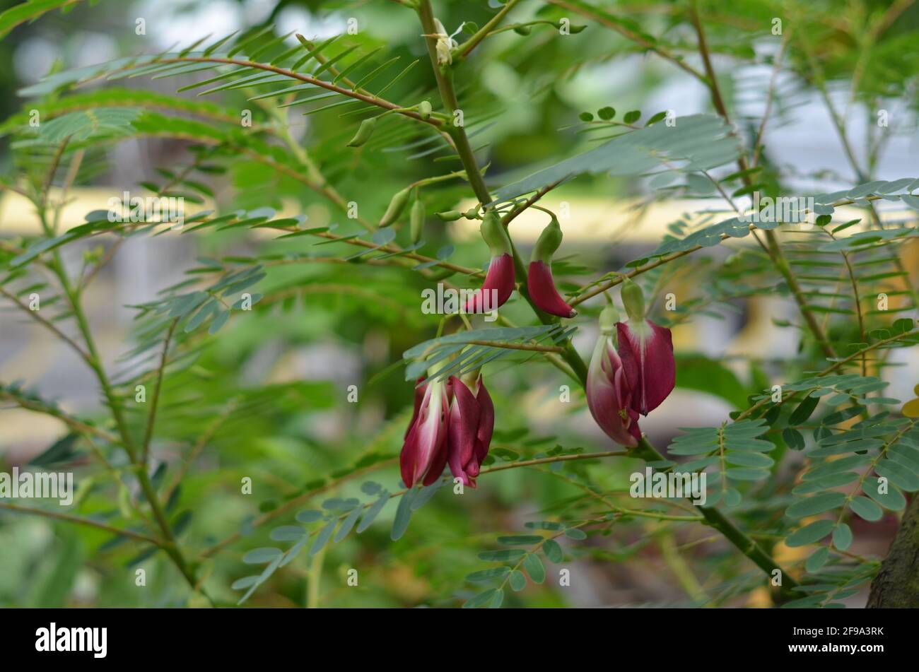 Plante sauvage avec des fleurs et des feuilles rouges. Banque D'Images