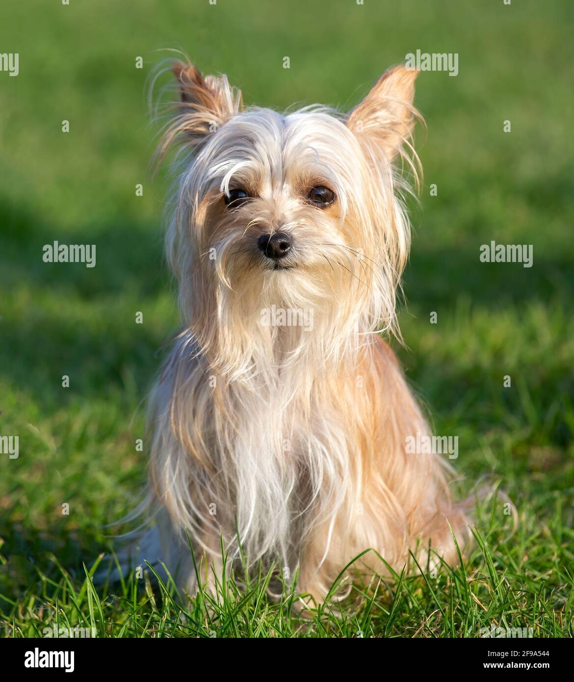 Yorkshire Terrier Cross Chinese Crested Banque D'Images