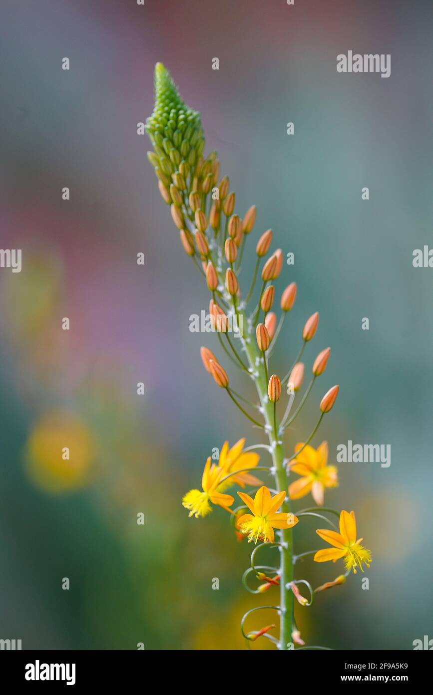 Foyer sélectif des fleurs bulbine cultivées dans un champ contre un arrière-plan flou Banque D'Images