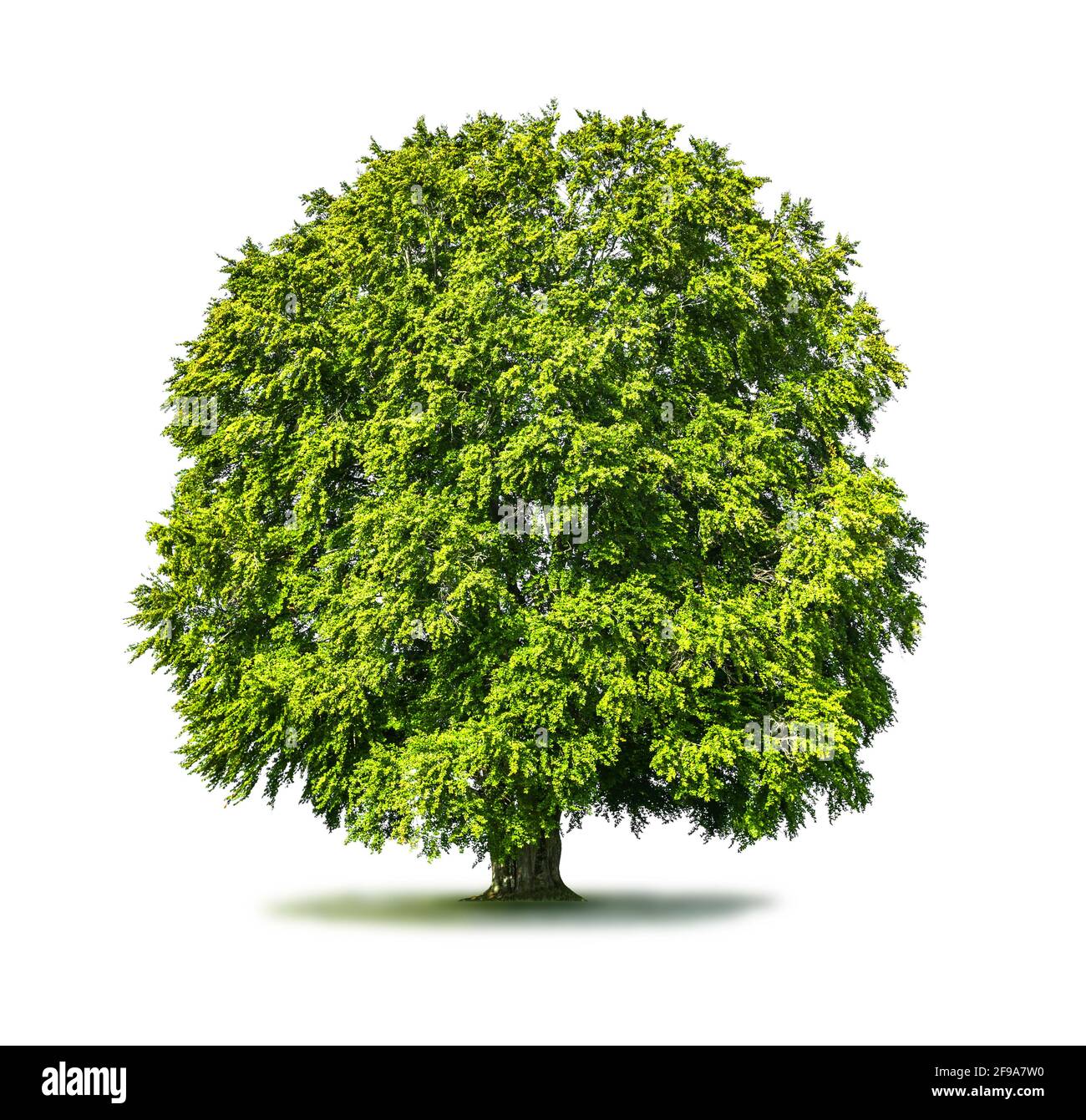 arbre vert sur un pré vert Banque D'Images