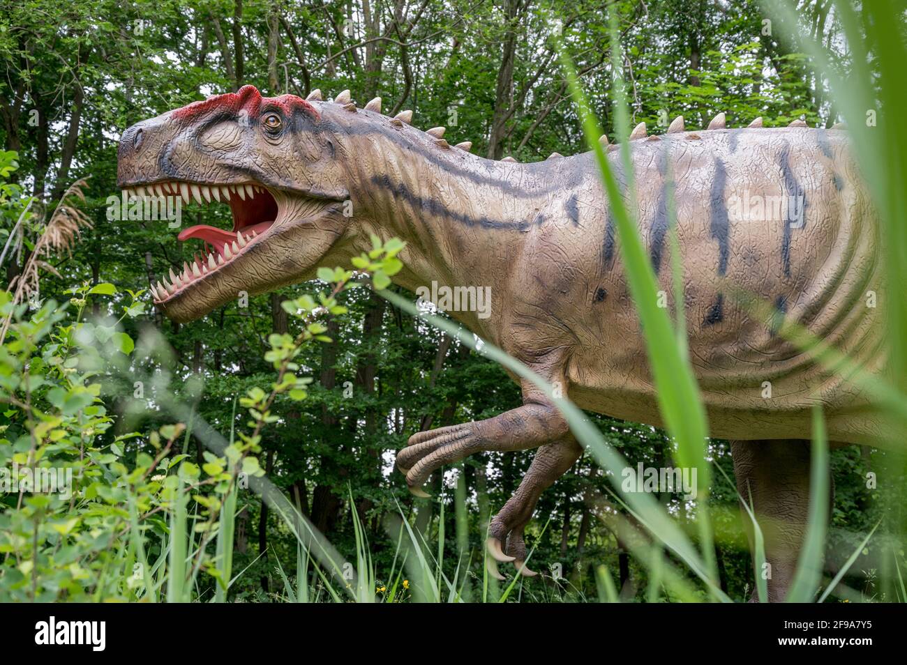 Dinosaure Allosaurus (semblable au Tyrannosaurus) comme modèle dans le Dinopark Münchehagen près de Hanovre. Vécu il y a environ 150 millions d'années (fin de la période jurassique) en Amérique du Nord et en Europe, était d'environ 9m de long et 1,5t en poids. Banque D'Images