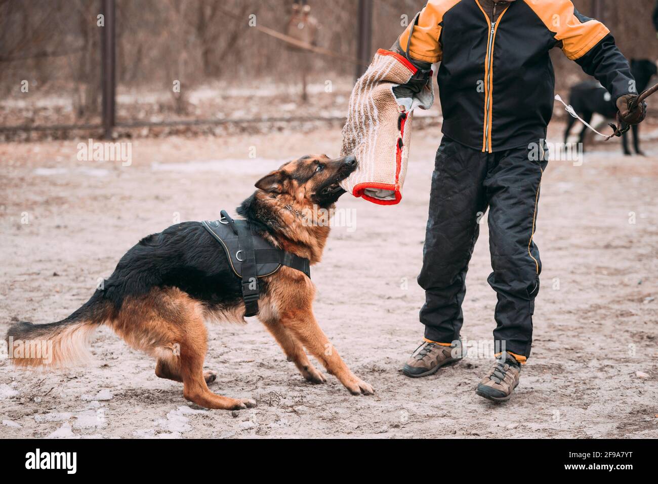 Dressage de Berger allemand. Chien mordant. Banque D'Images