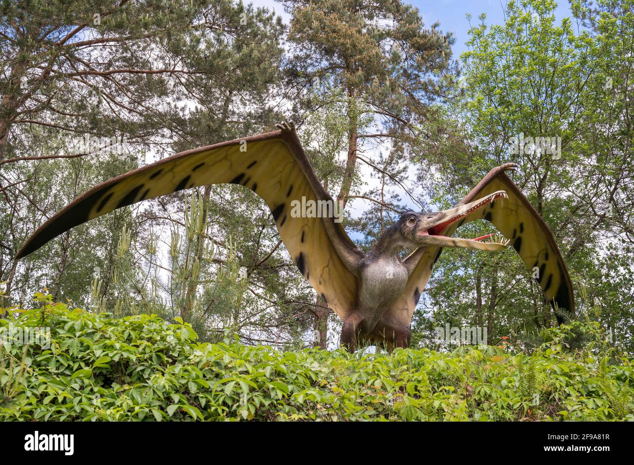 Pterosaur Cearadactylus comme modèle dans le Dinopark Münchehagen près de Hanovre. Wingspan environ 4m, poids environ 15kg, vivait il y a environ 105 millions d'années (Crétacé) en Amérique du Sud. Banque D'Images