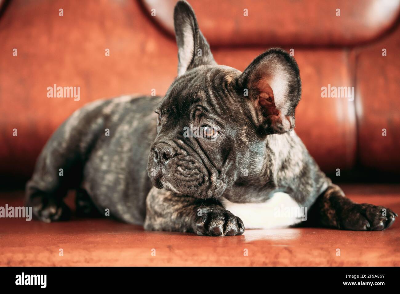 Jeune Petit Chien De Bouvier Noir A La Francaise Chiot Couche Sur Un Canape Chien Drole Bebe Avec De Beaux Yeux Musques Noirs Bulldog Chien Chiot Adorable Bulldog Puppy Photo Stock