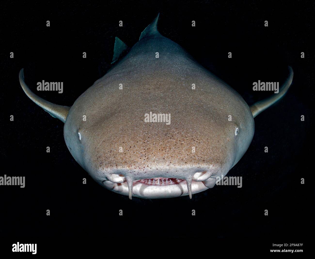 Le requin-infirmière Indo-Pacifique (Nebrius ferrugineus) (en anglais : requin-infirmière tawny) est un requin que l'on peut trouver dans la région de la mer Rouge jusqu'en Afrique du Sud, en Australie et aux îles de la Société à des profondeurs comprises entre 1 m et 40 M. Banque D'Images