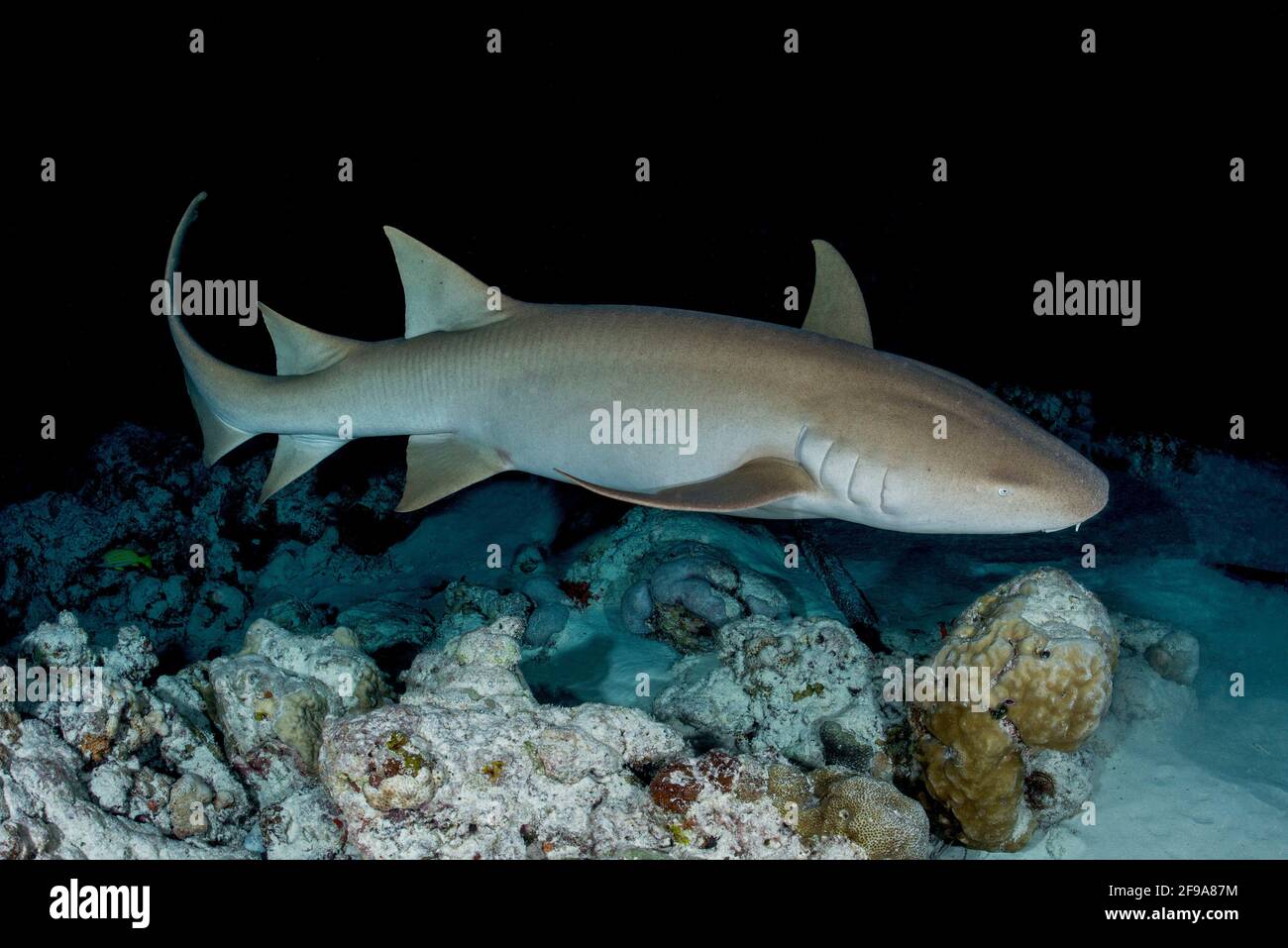 Le requin-infirmière Indo-Pacifique (Nebrius ferrugineus) (en anglais : requin-infirmière tawny) est un requin que l'on peut trouver dans la région de la mer Rouge jusqu'en Afrique du Sud, en Australie et aux îles de la Société à des profondeurs comprises entre 1 m et 40 M. Banque D'Images