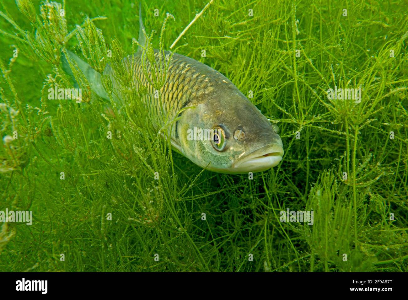 Le chub (Squalius cephalus, Syn.: Leuciscus cephalus), également appelé Alet, Eitel ou Aitel; change avec l'âge, passant du gros poisson au poisson prédateur Banque D'Images