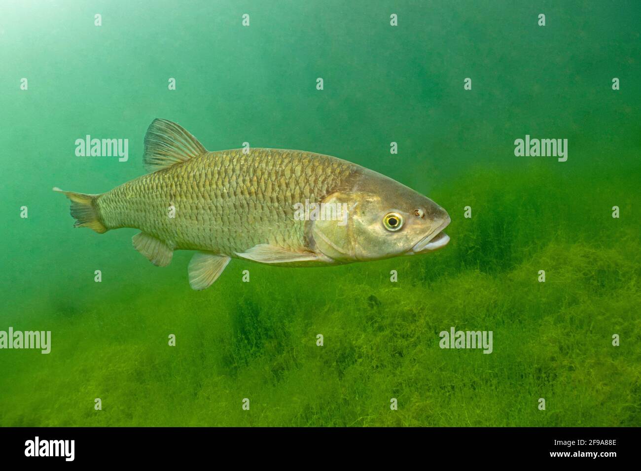 Le chub (Squalius cephalus, Syn.: Leuciscus cephalus), également appelé Alet, Eitel ou Aitel; change avec l'âge, passant du gros poisson au poisson prédateur Banque D'Images
