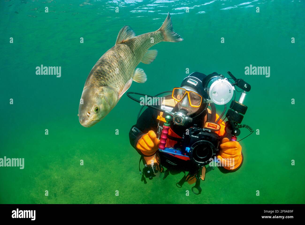 Le plongeur photographie un chub (Squalius cephalus, Syn .: Leuciscus cephalus), également appelé Alet, Eitel ou Aitel; changements avec l'âge des poissons grossiers aux poissons prédateurs Banque D'Images