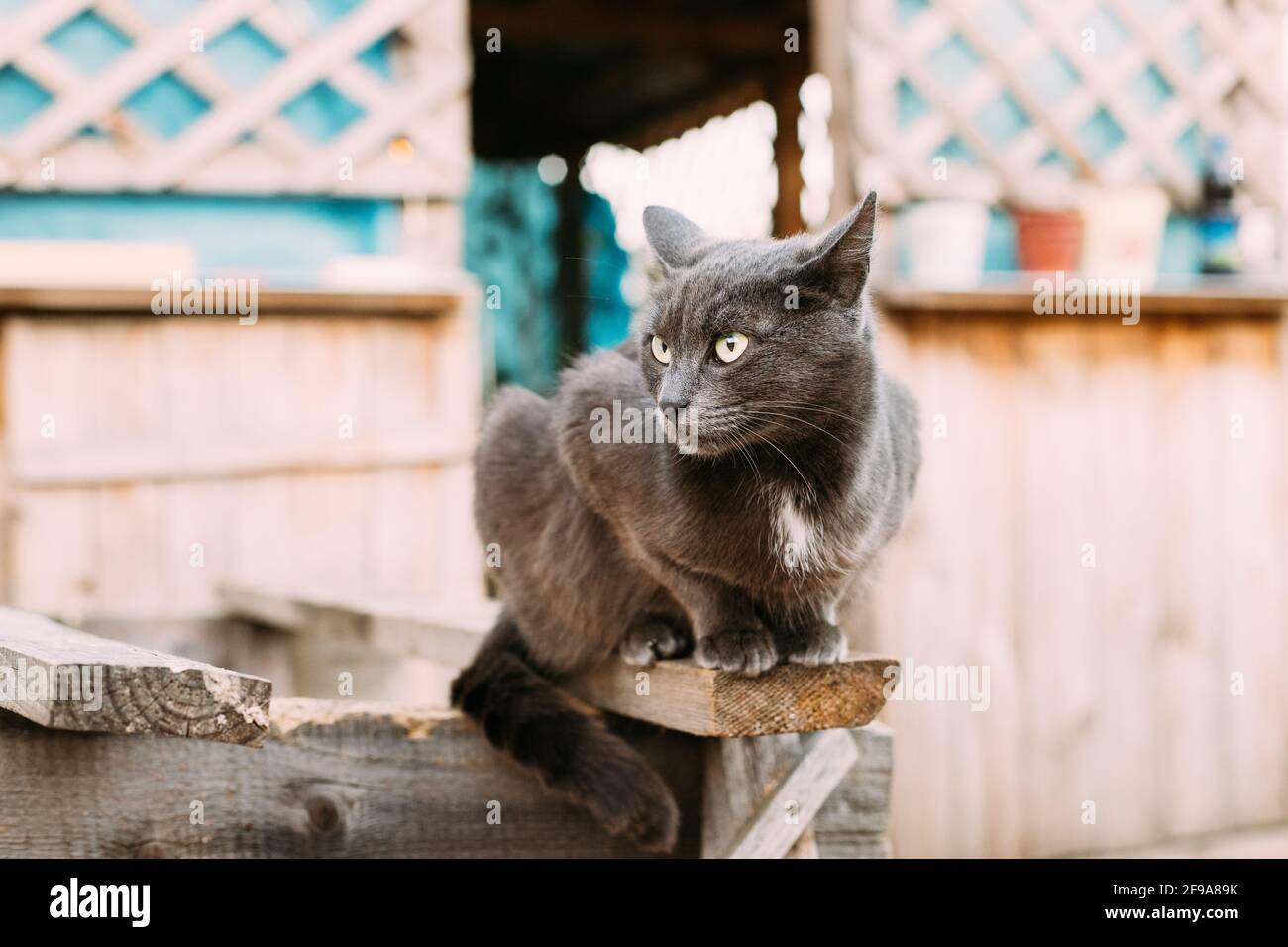 Chatte De Chat Bleu Russe Avec Les Yeux Verts Assis Sur Le Panneau En Bois Dans Le Vieux Village Rustique Yard Chaton Bleu Russe Photo Stock Alamy