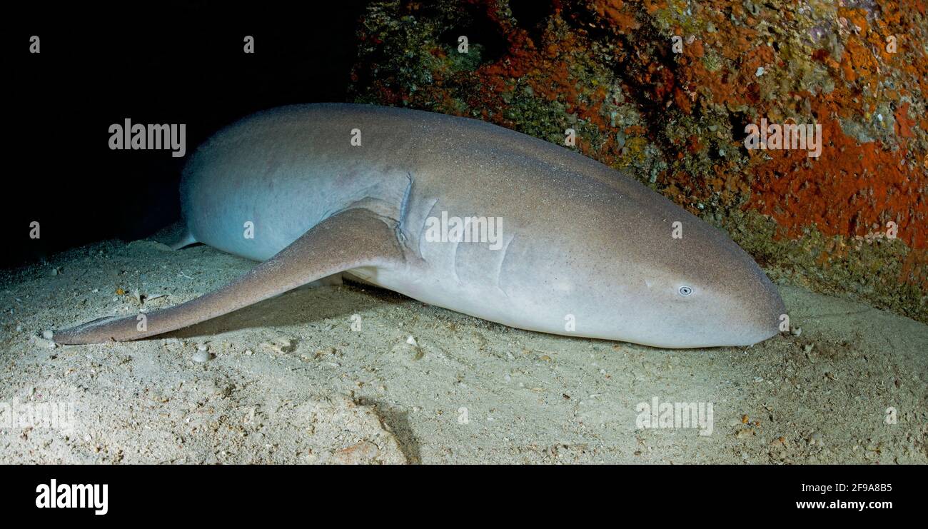Le requin-infirmière Indo-Pacifique (Nebrius ferrugineus) (en anglais : requin-infirmière tawny) est un requin que l'on peut trouver dans la région de la mer Rouge jusqu'en Afrique du Sud, en Australie et aux îles de la Société à des profondeurs comprises entre 1 m et 40 M. Banque D'Images