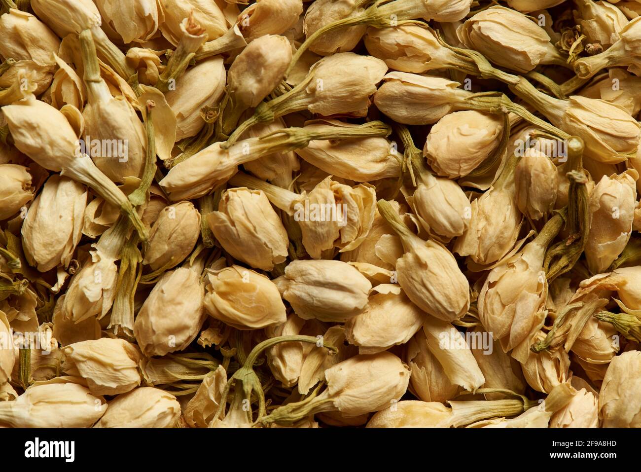 Herbarium de jasmin fleurs comme un fond. Banque D'Images