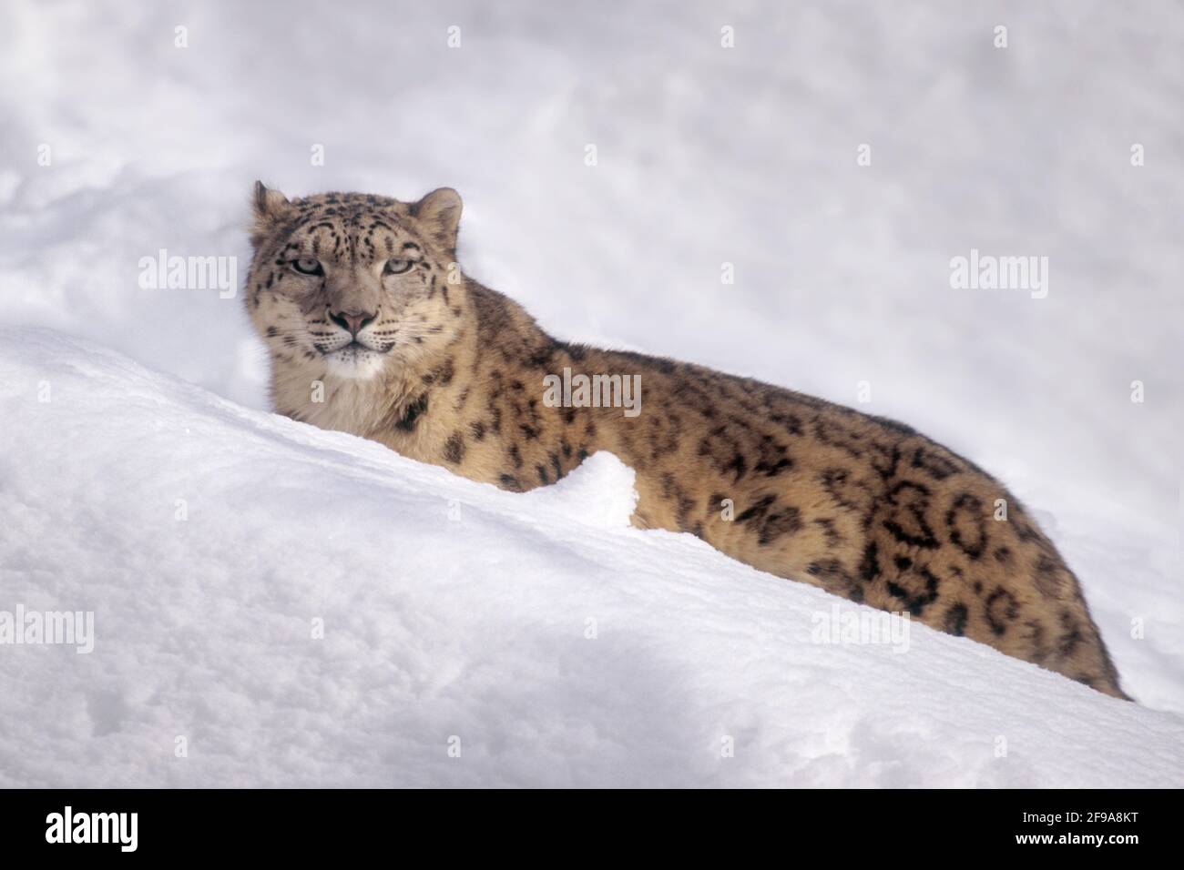 des léopards de neige adultes dans la neige en format paysage, Banque D'Images