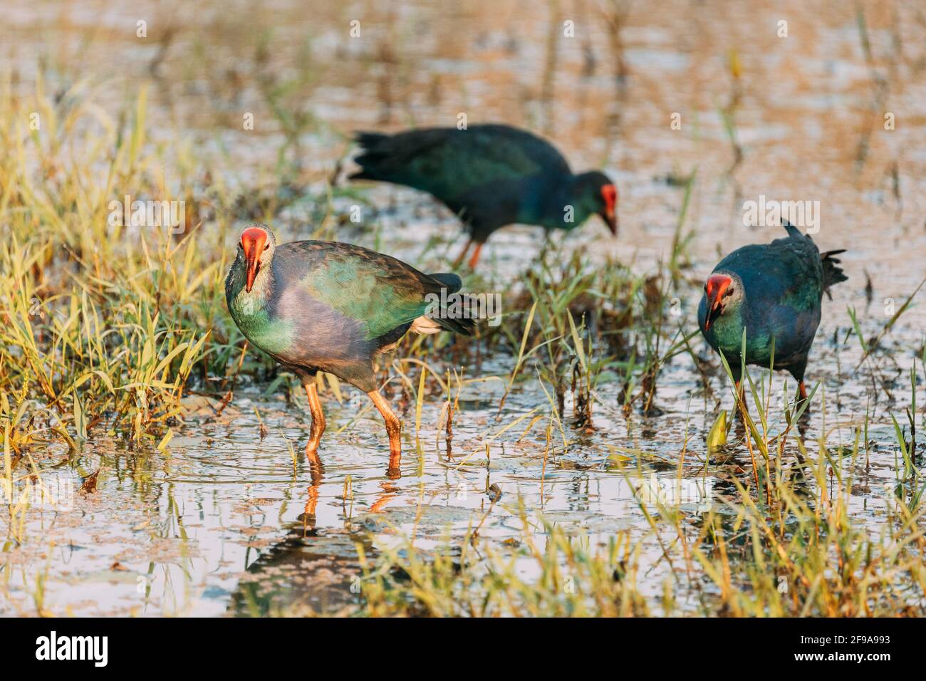 Goa, Inde. Trois oiseaux de marais à tête grise le matin à la recherche de nourriture dans le marais. Porphyrio Poliocephalus Banque D'Images