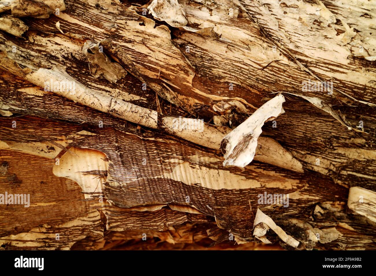 Gros plan sur un tronc d'arbre à thé en écorce de papier australien Banque D'Images