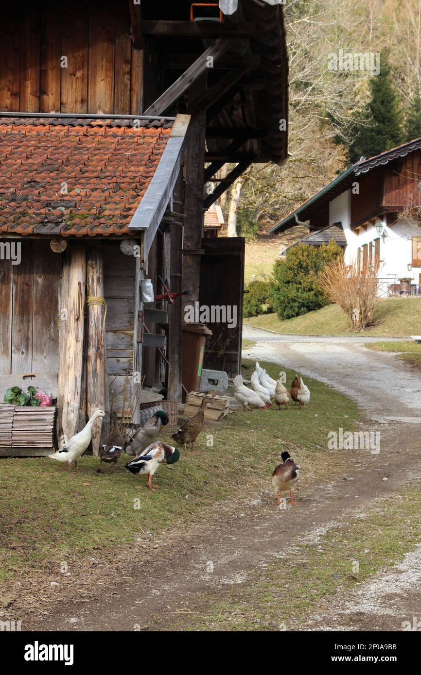 Randonnée près de Kaltenbrunn, Schlatan, les poulets et les entrées faites une promenade printanière à l'extérieur, printemps lentement glisse dans la vallée, atmosphère, Europe, Allemagne, Bavière, Haute-Bavière, Garmisch-Partenkirchen, Banque D'Images