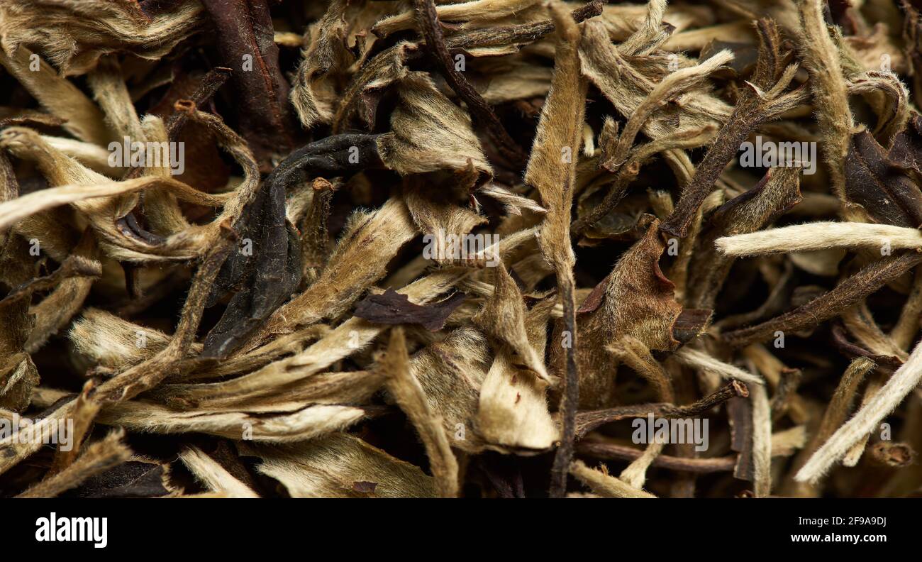 Herbes de guérison organiques comme un fond. Banque D'Images