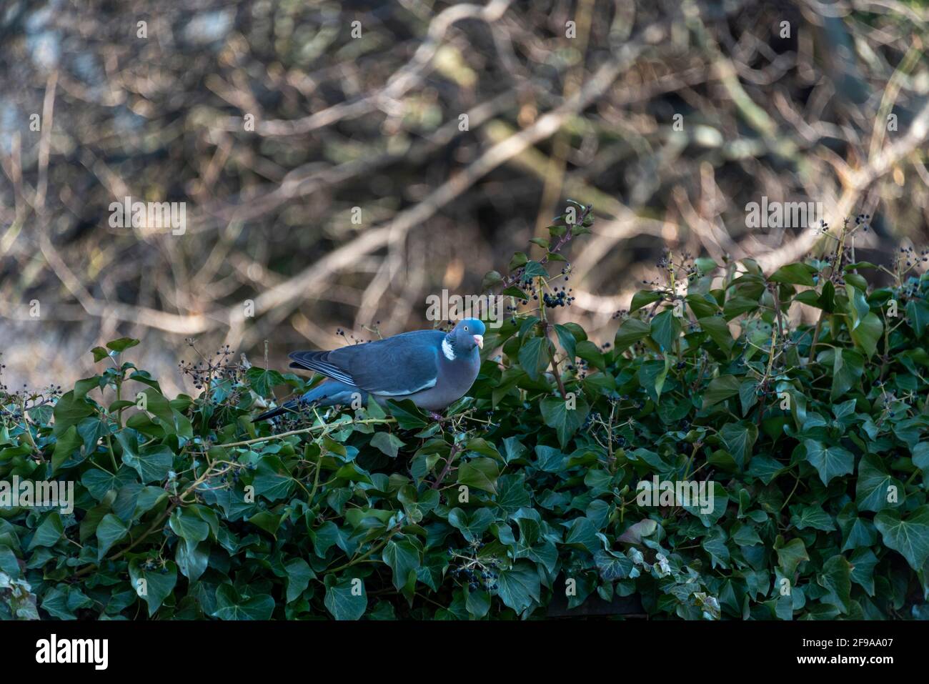 Allemagne, Saxe-Anhalt, Magdeburg, pigeon en bois (Columba palumbus), se trouve en face de la cathédrale de Magdeburg dans une haie Banque D'Images