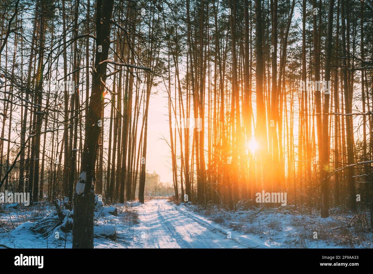 Route de campagne dans la forêt de pins d'hiver. Soleil lumière du soleil à travers les arbres dégelés Trunks Woods en hiver Snowy Conify Forest Landscape Banque D'Images