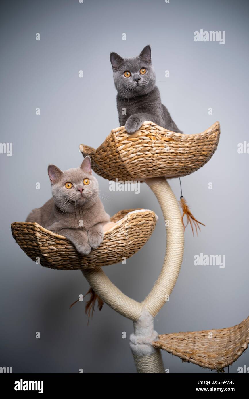 deux curieux chatons britanniques de 6 mois de shorthair reposant sur gratter le montant avec l'espace de copie Banque D'Images