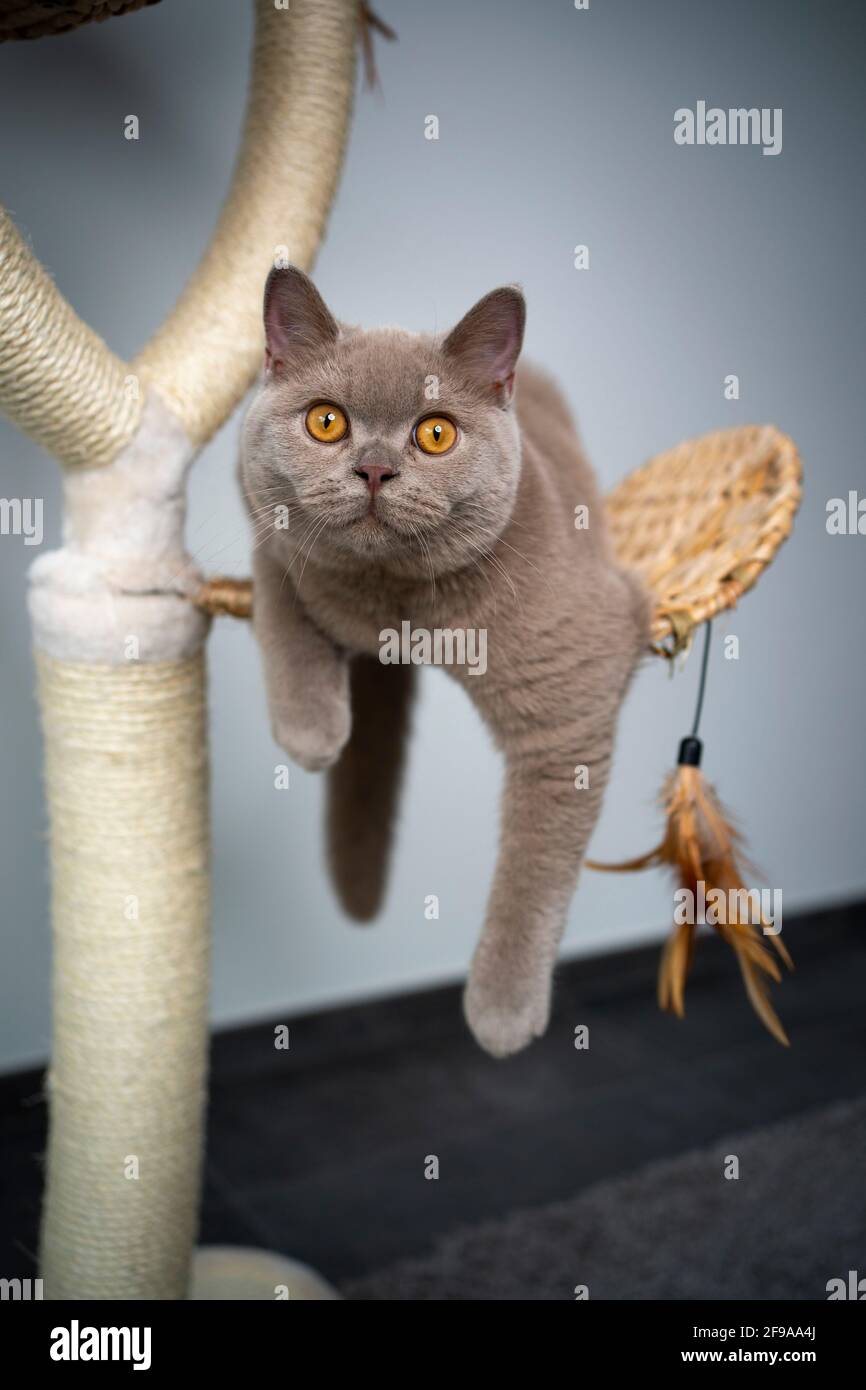 jeu de 6 mois lilas britannique shorthair chaton sur le grattage postez en regardant la caméra curieusement Banque D'Images