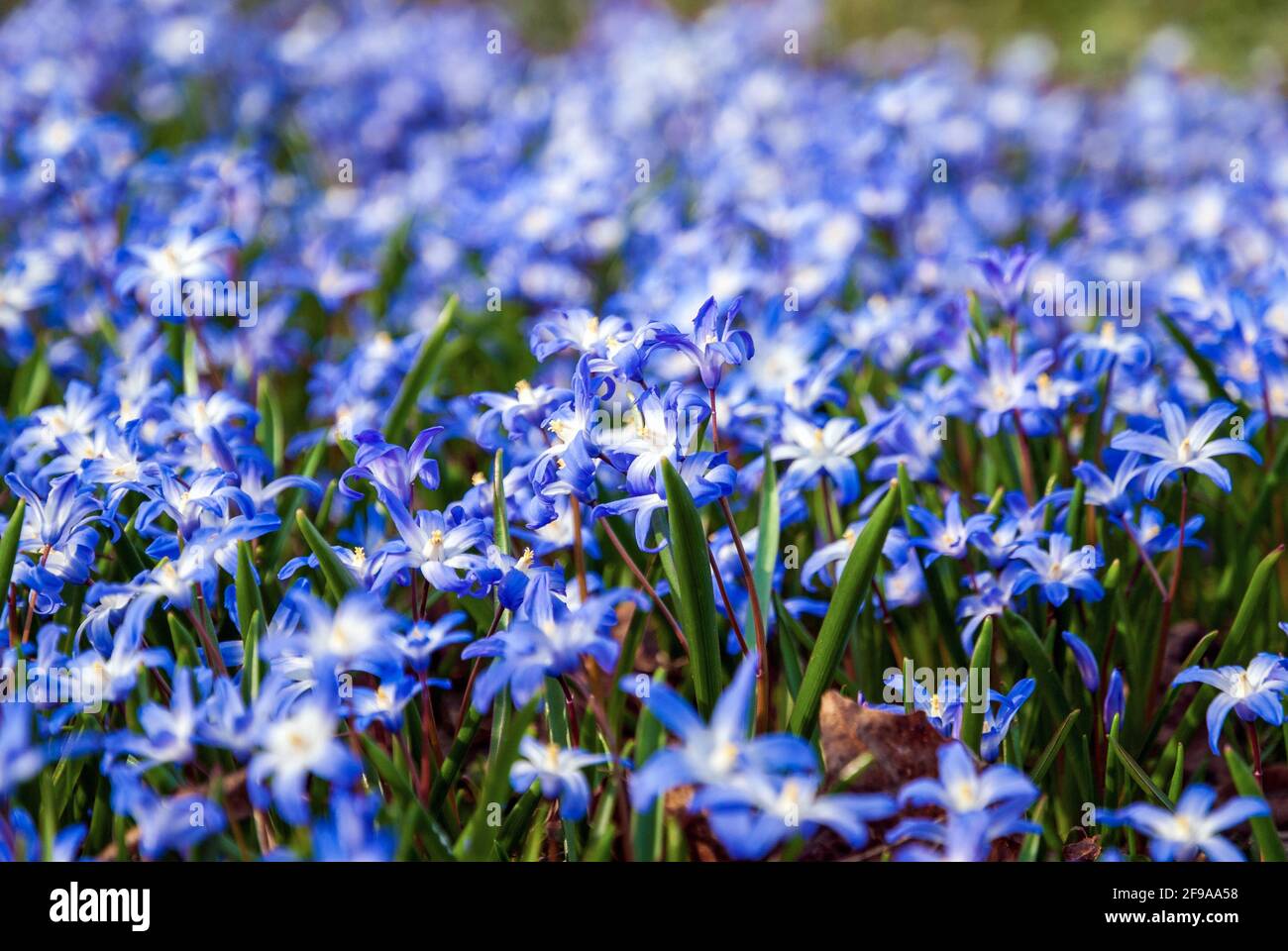 Bleu gloire de la neige fleurs de Squill sur la prairie printanière Banque D'Images