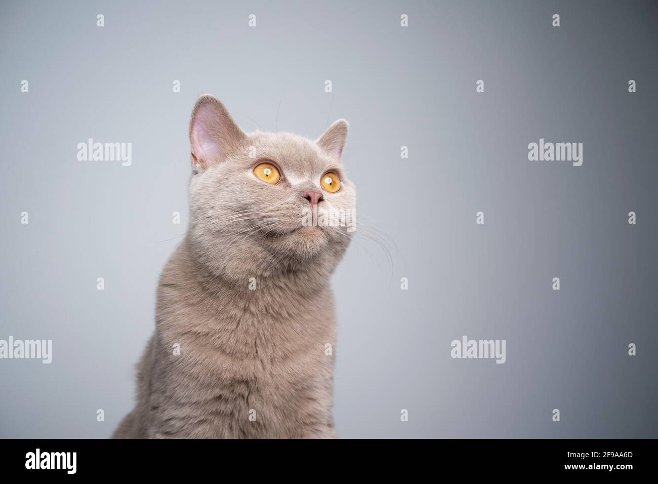 portrait d'un chaton lylac britannique de 6 mois sur fond gris avec espace de copie Banque D'Images