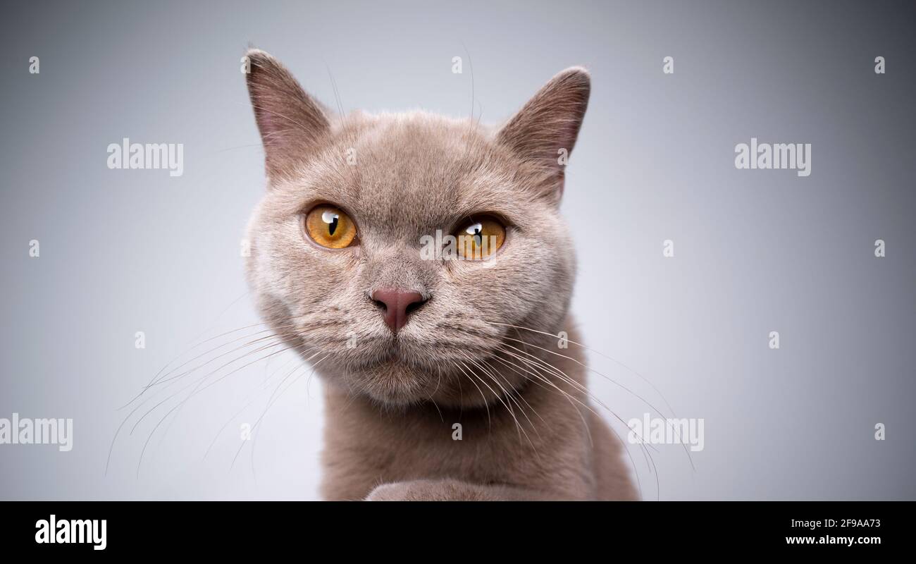 mignon 6 mois lilas britannique shorthair chaton regardant appareil photo sur fond gris avec espace de copie Banque D'Images