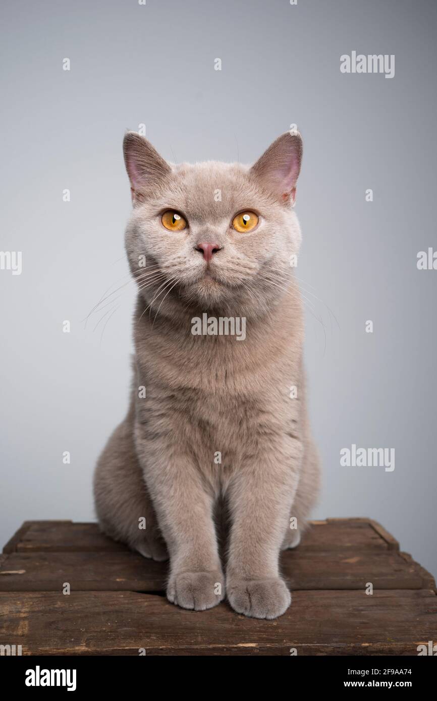 portrait d'un chaton lylac britannique de 6 mois assis sur une caisse en bois avec un espace de copie Banque D'Images