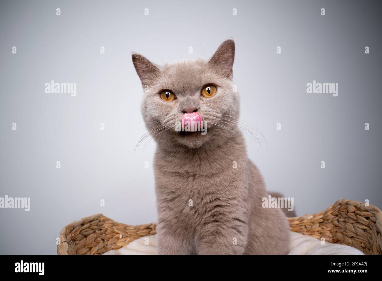 chaton pylashort britannique de 6 mois, lilas, assis sur un animal de compagnie lit léchant lèvres regardant la caméra Banque D'Images