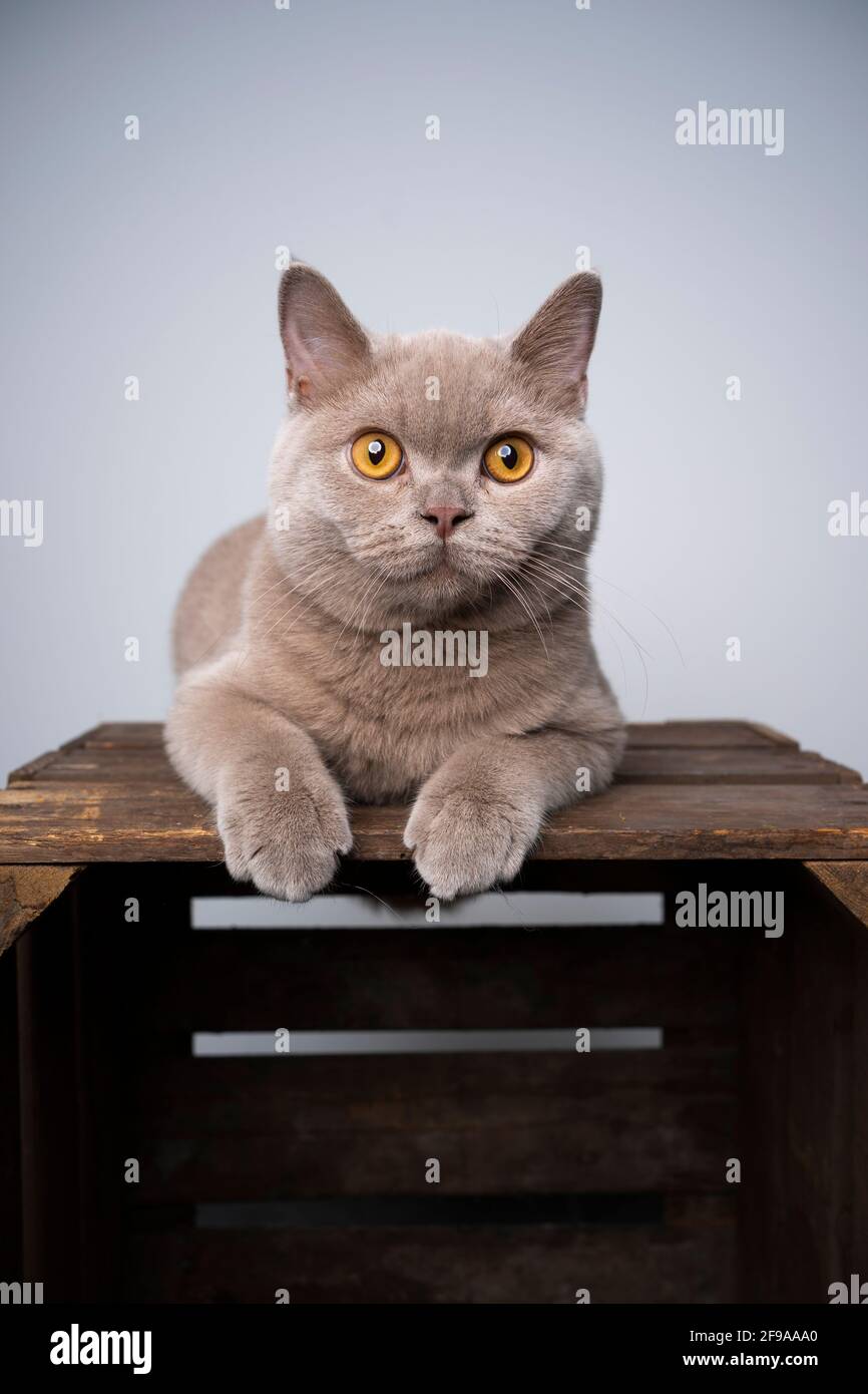 chaton lylac britannique de 6 mois de shorthair reposant sur du bois caisse à l'aspect étrange avec espace de copie Banque D'Images