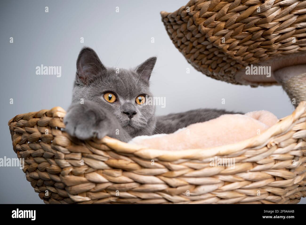chaton pygashort britannique bleu de 6 mois reposant dans confortable lit pour animaux sur le poteau de grattage Banque D'Images