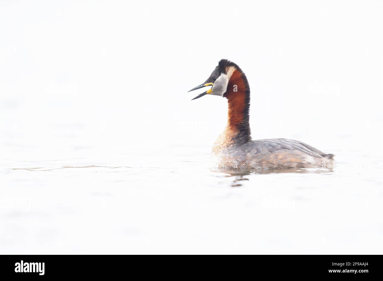 Un grebe à col rouge (Podiceps grisegena) nageant dans un lac dans une image clé. Banque D'Images