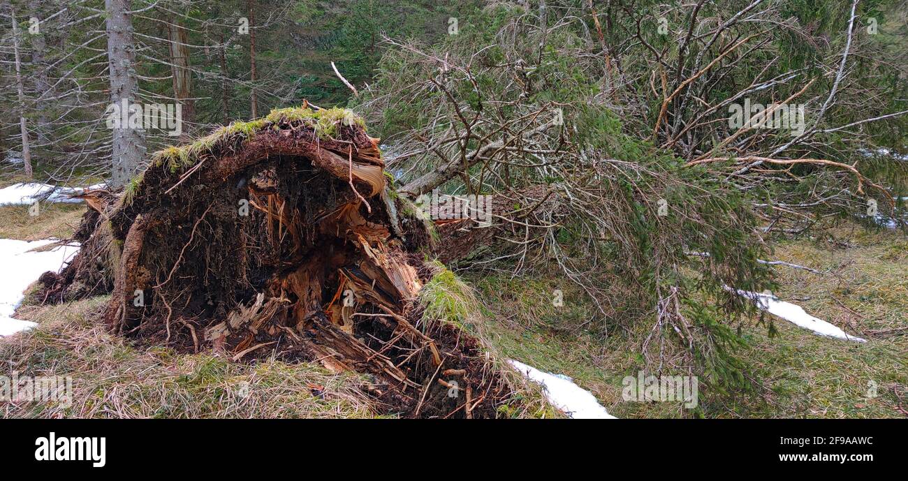 Dégâts de tempête et rupture de vent en particulier déraciner les conifères avec leur racines peu profondes Banque D'Images
