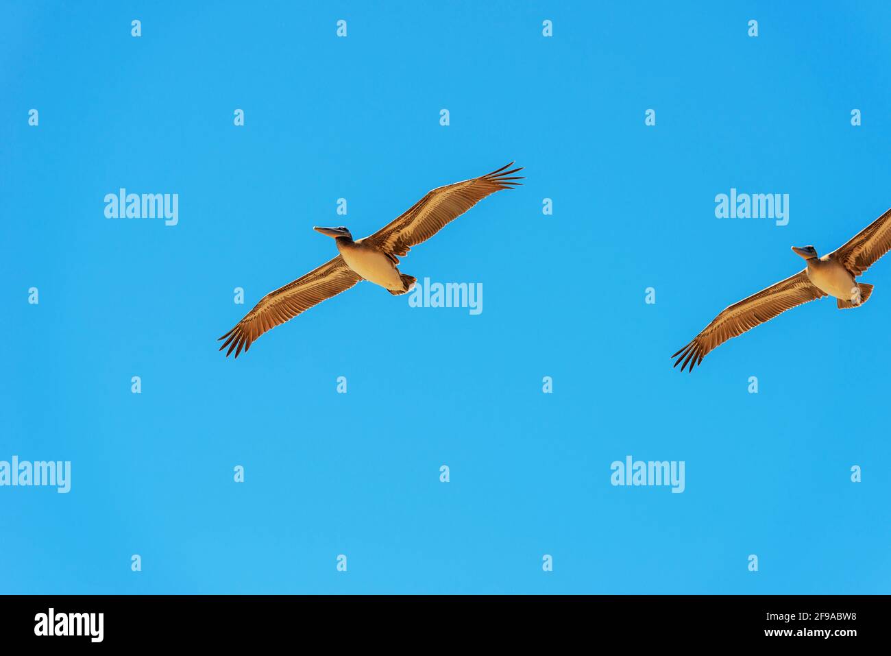 Brown Pelicans en vol, Orange County, Californie, États-Unis, Amérique du Nord Banque D'Images
