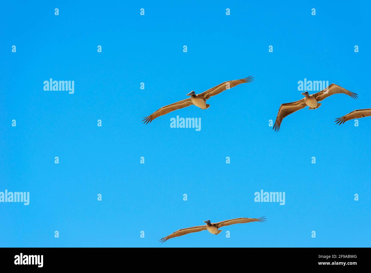 Brown Pelicans en vol, Orange County, Californie, États-Unis, Amérique du Nord Banque D'Images